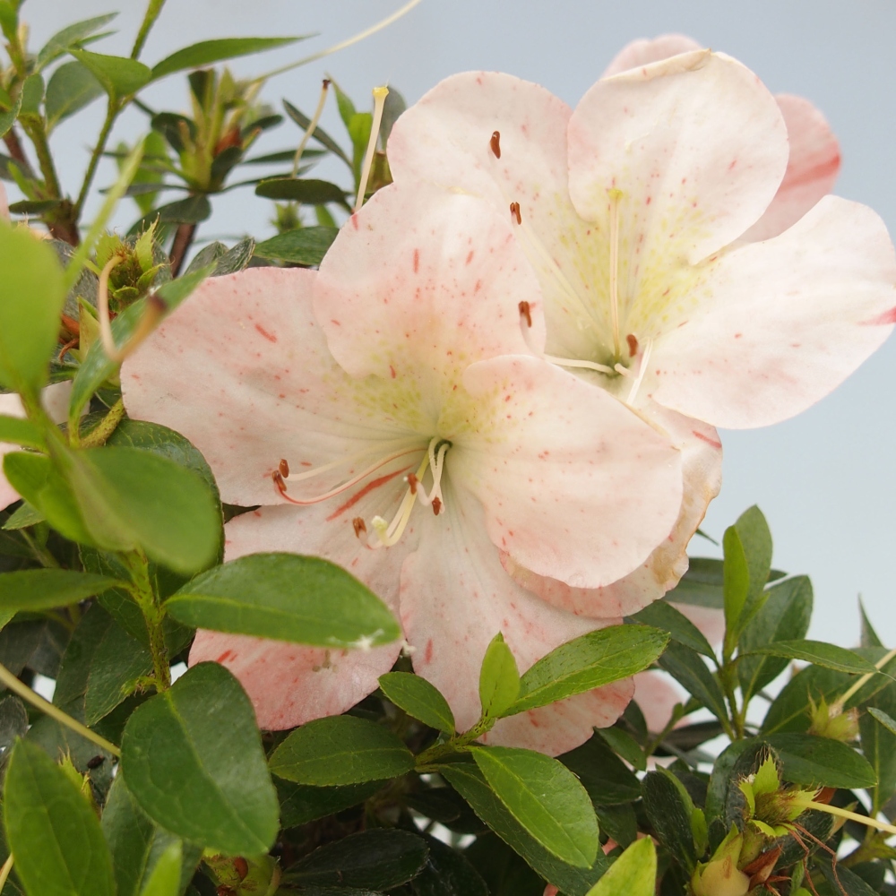 Bonsai ogrodowe - azalia japońska - Azalea Asazakura