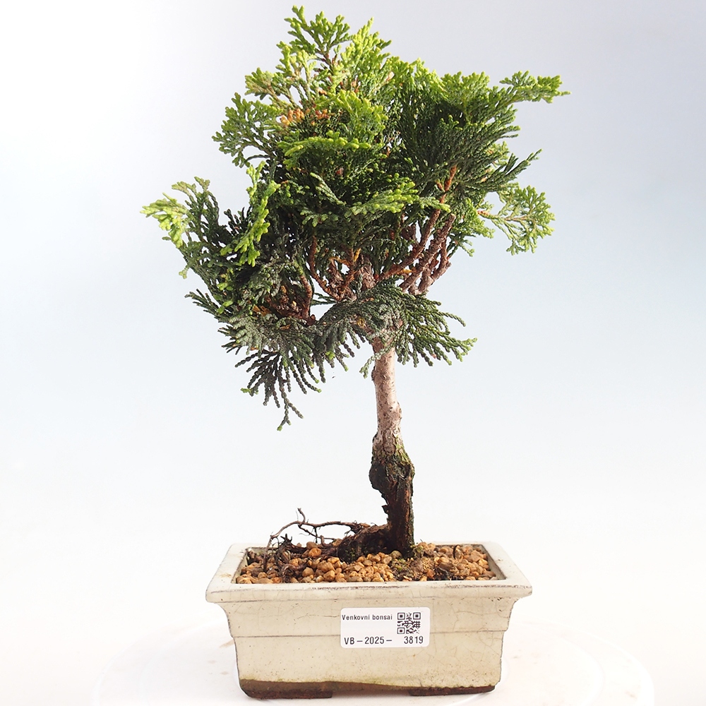Bonsai zewnętrzne - Cham.pis obtusa Nana Gracilis - Cyprys