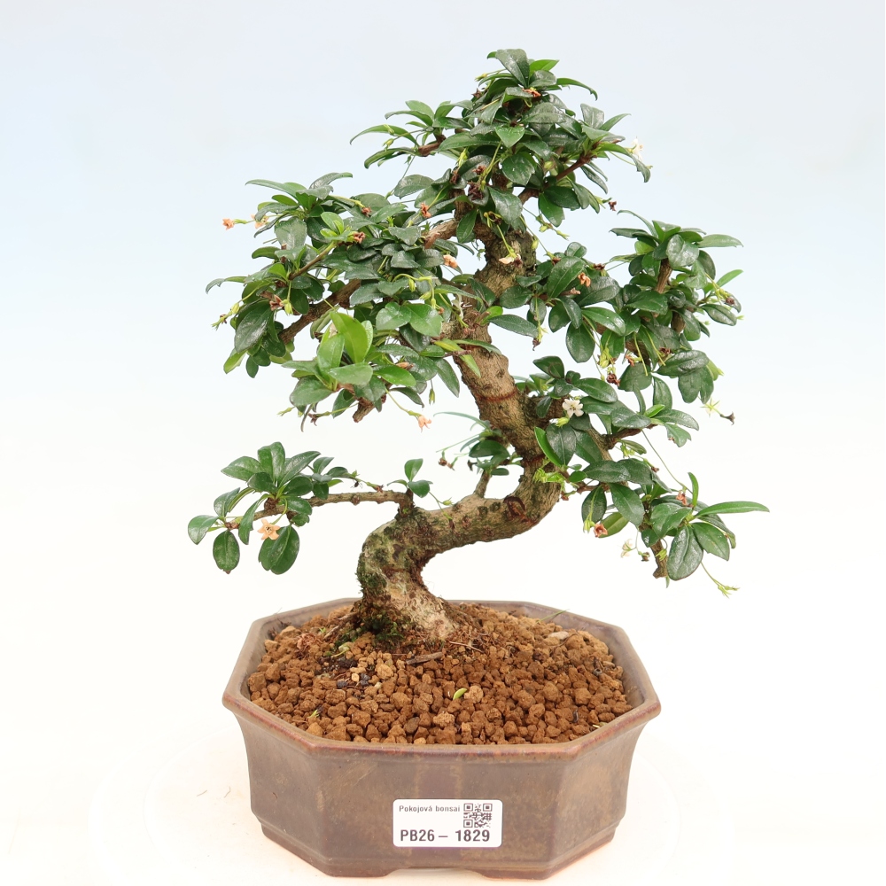 Bonsai pokojowe - Carmona macrophylla - Tea fuki