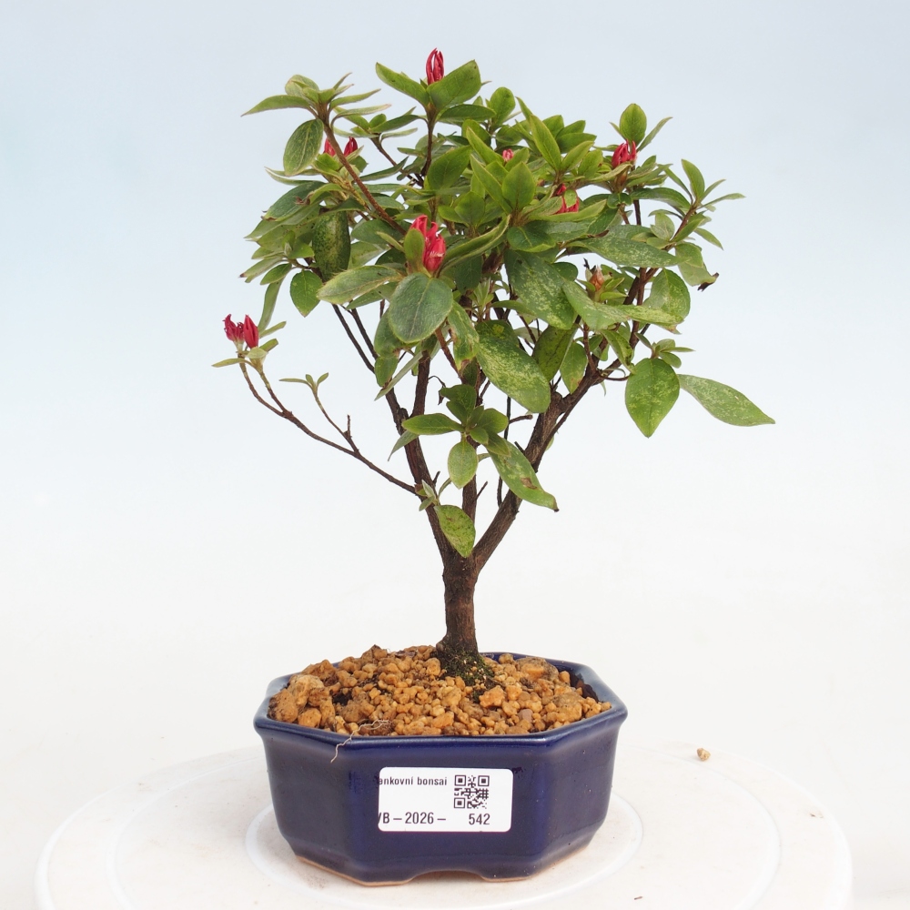 Outdoor bonsai - Azalia japońska - Azalea sp.