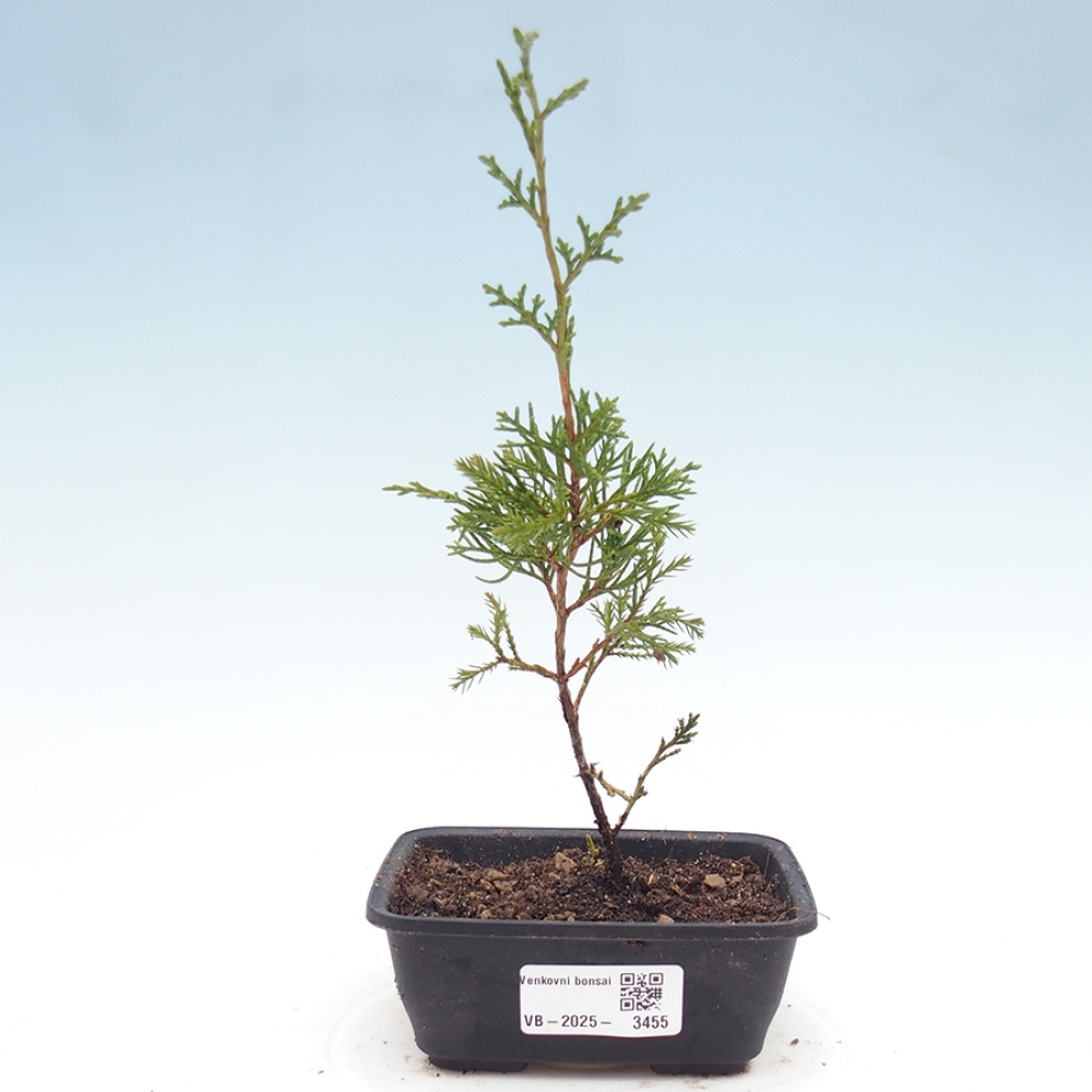 Outdoor bonsai - Juniperus chinensis Itoigawa