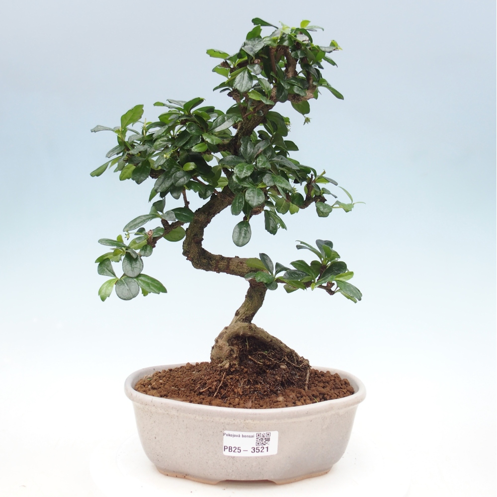 Bonsai pokojowe - Carmona macrophylla - Tea fuki