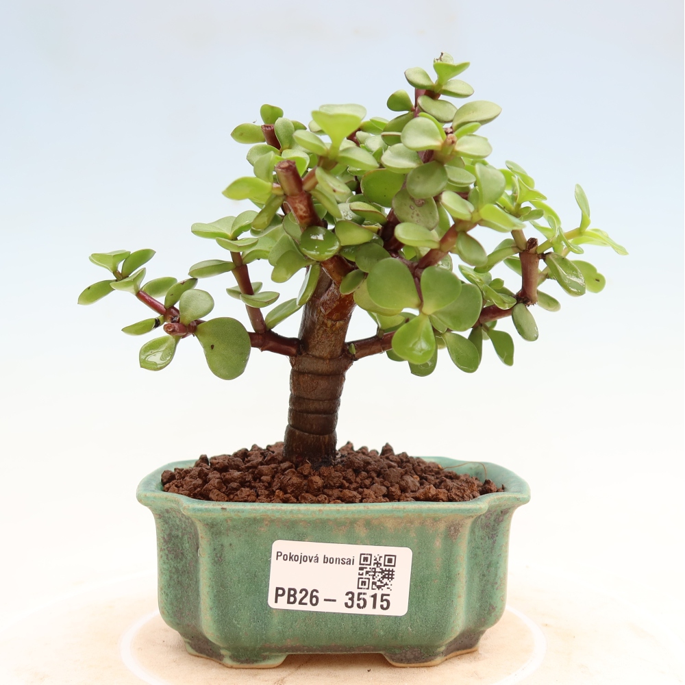 Pokój bonsai - Portulakaria Afra - Tlustice