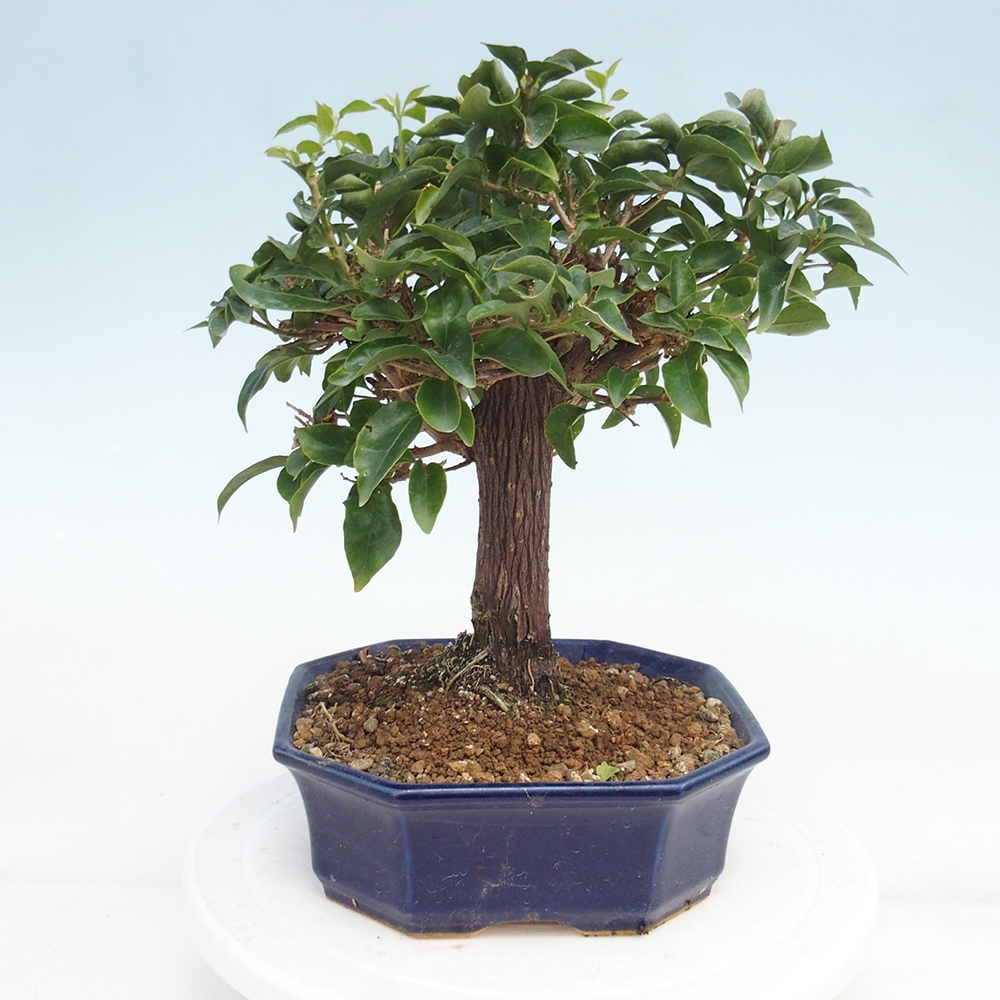 Pokój bonsai - Bouganwilea