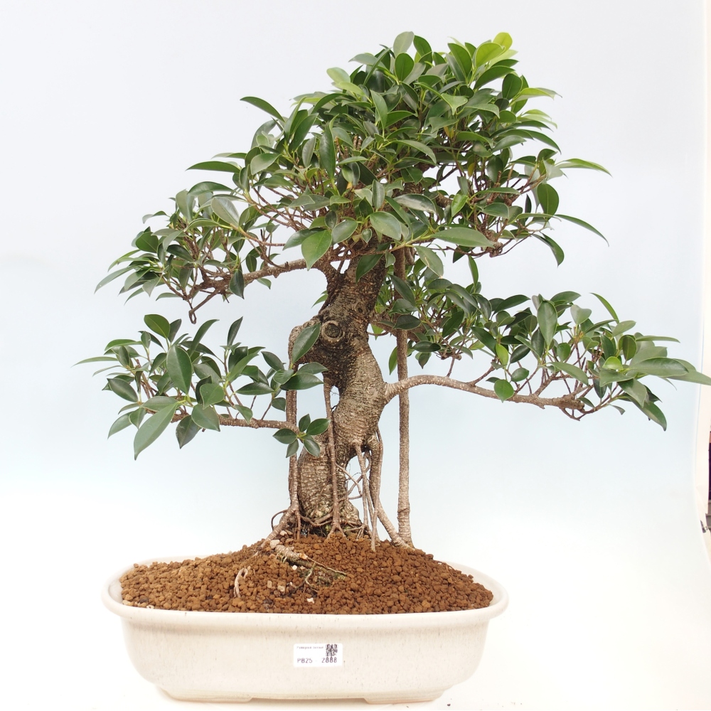 Bonsai pokojowe - Ficus kimmen - figowiec drobnolistny - WYŁĄCZNIE ODBIÓR OSOBISTY lub transport paletowy
