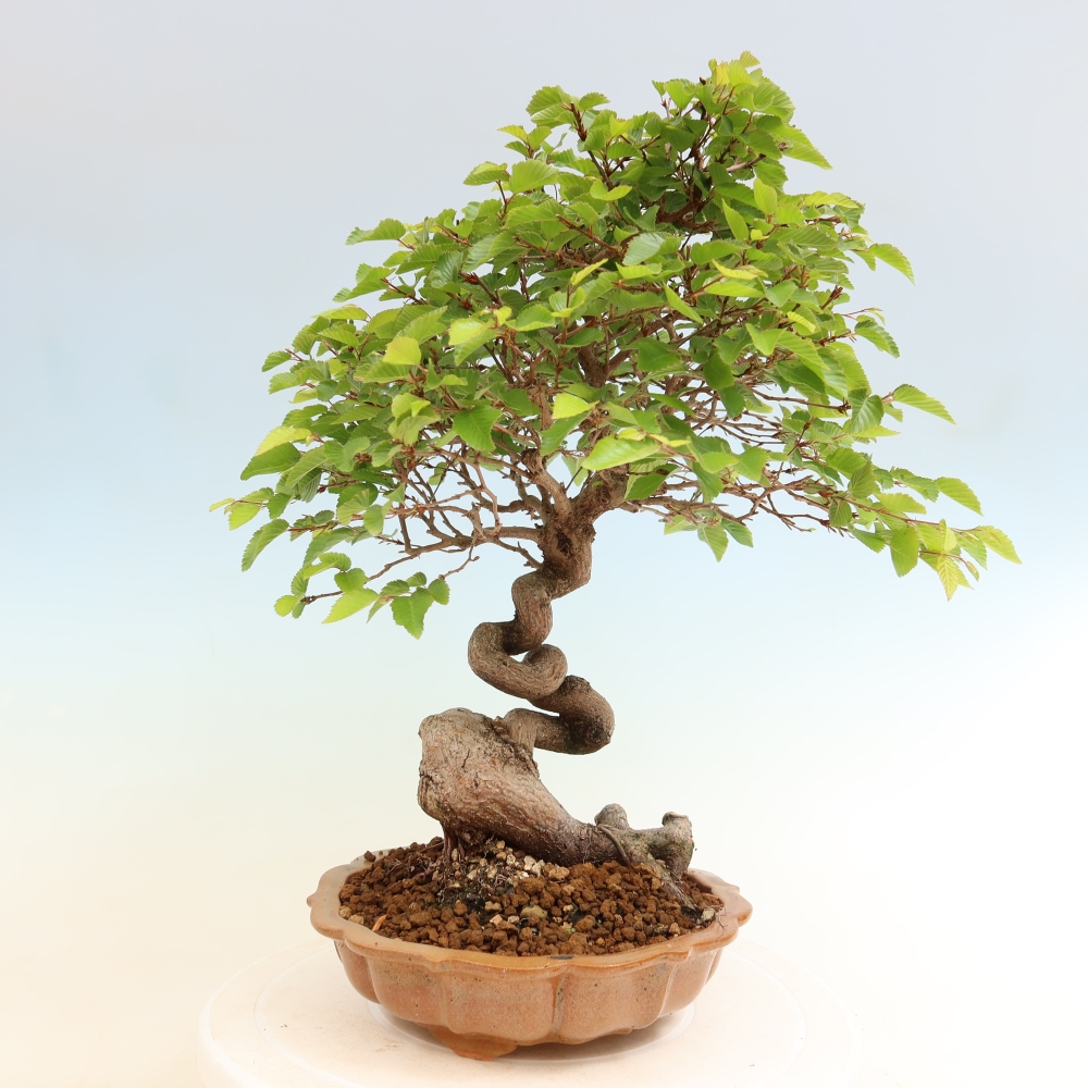 Outdoor bonsai - Carpinus coreana - grab koreański