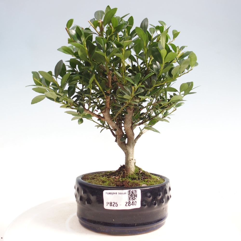 Kryty bonsai - Ilex crenata - Holly