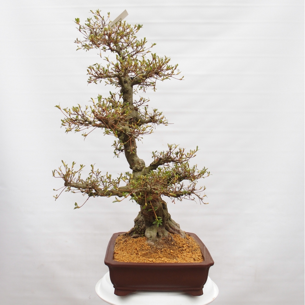 Bonsai zewnętrzne - Azalia japońska - Azalia Hekinan-no-Tsuki