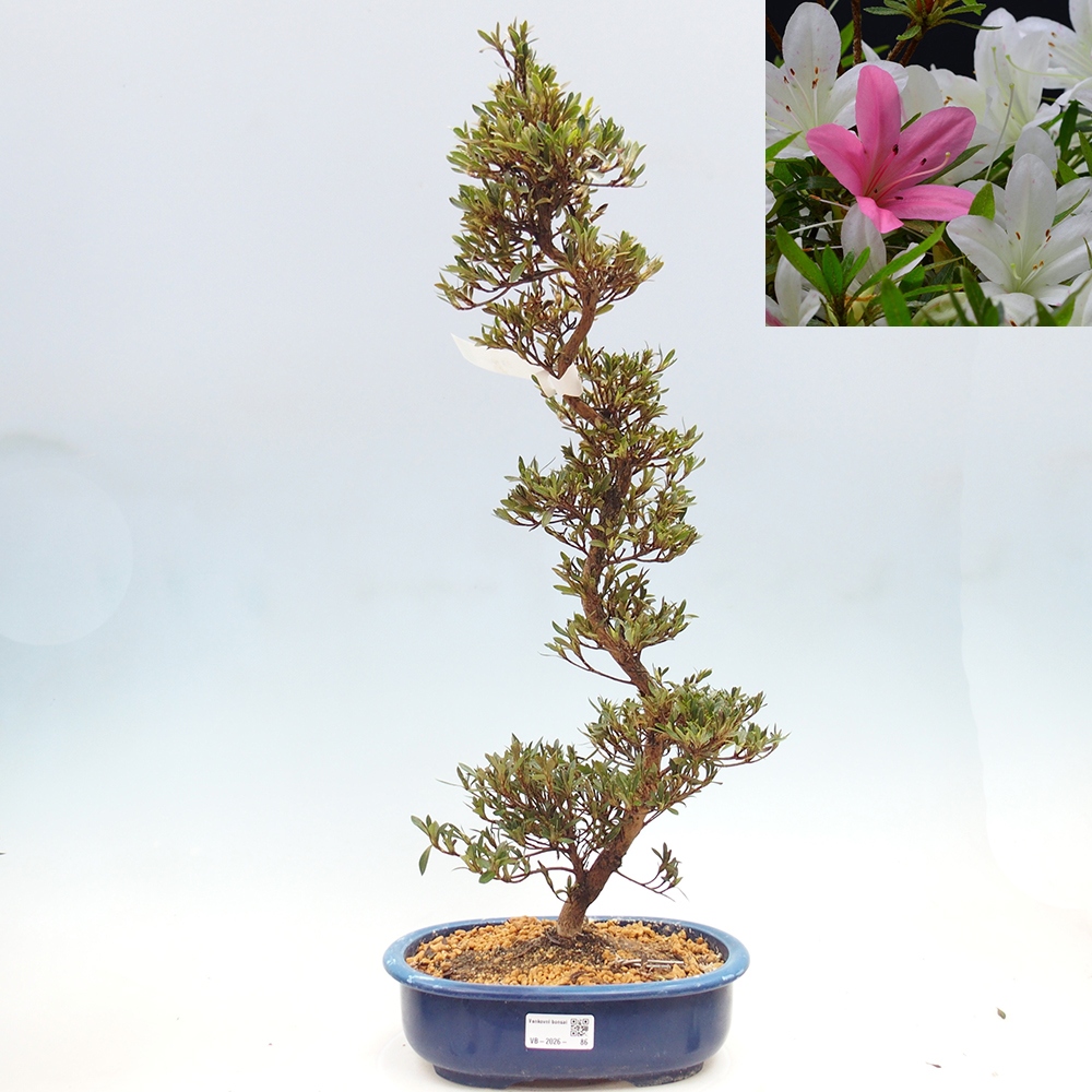 Bonsai zewnętrzne - Azalia japońska - Azalia Hakurin