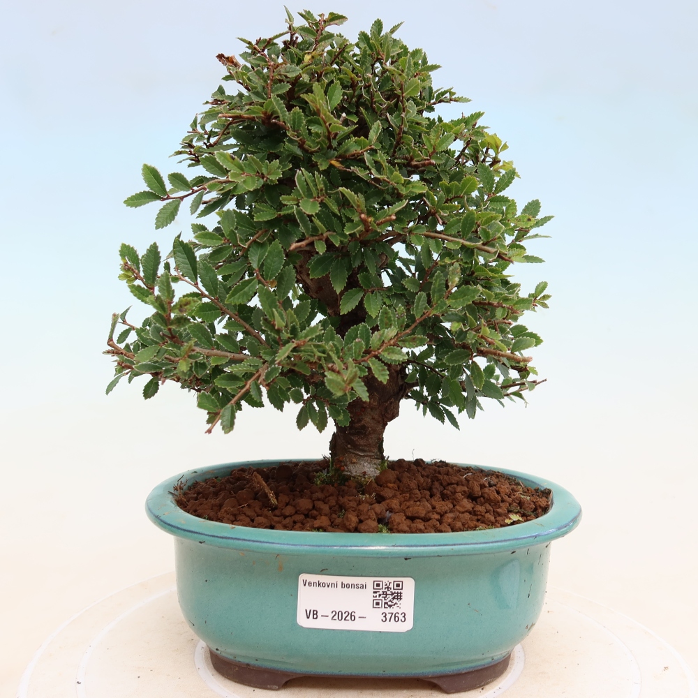 Bonsai zewnętrzne - Zelkova - Zelkova NIRE