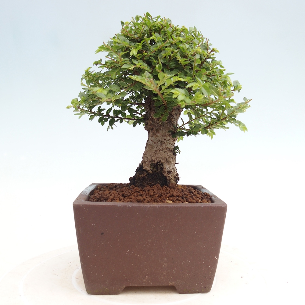 Bonsai zewnętrzne - Ulmus parvifolia Hokkaido - wiąz chiński