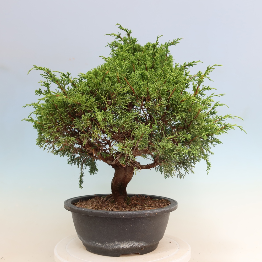Bonsai ogrodowe – Juniperus chinensis Itoigawa – jałowiec chiński