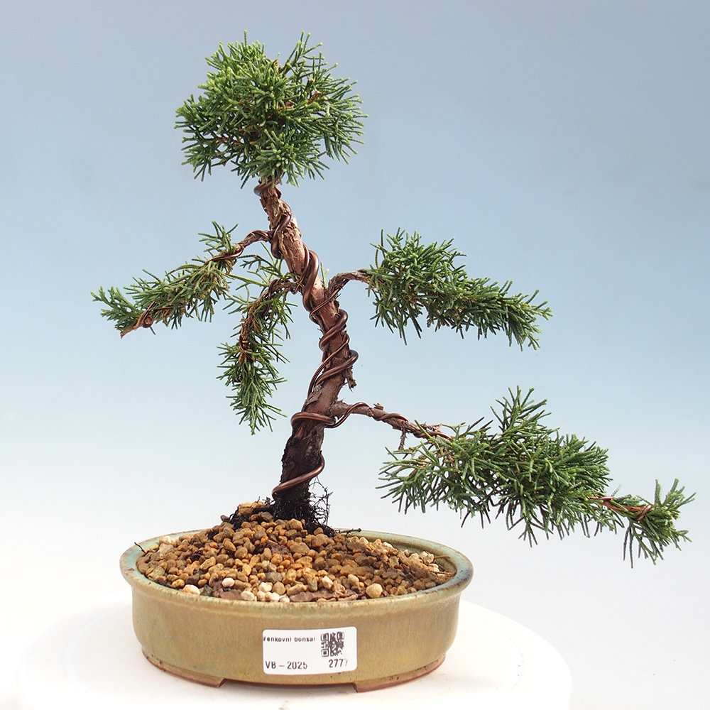 Bonsai zewnętrzne - Juniperus chinensis Kishu - Jałowiec chiński