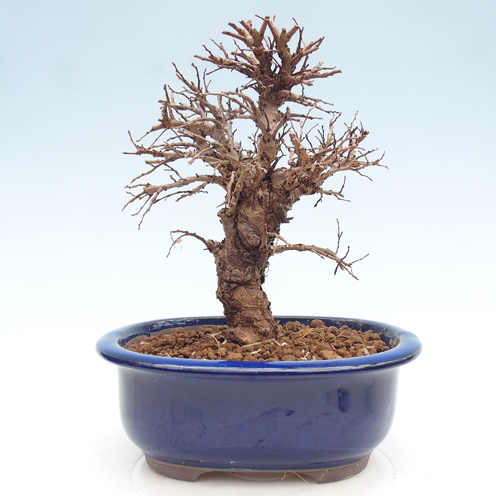 Bonsai zewnętrzne - Zelkova - Zelkova NIRE