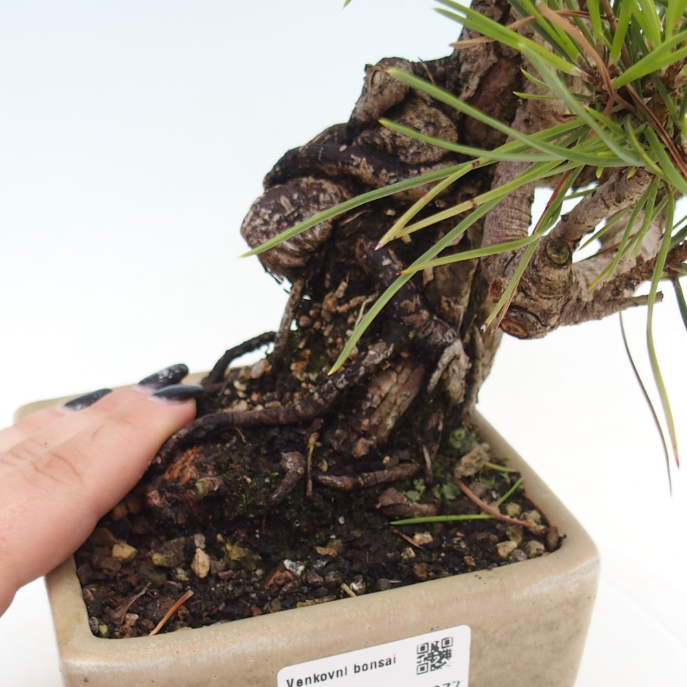 Bonsai ogrodowe - Pinus thunbergii - Sosna Thunbergia