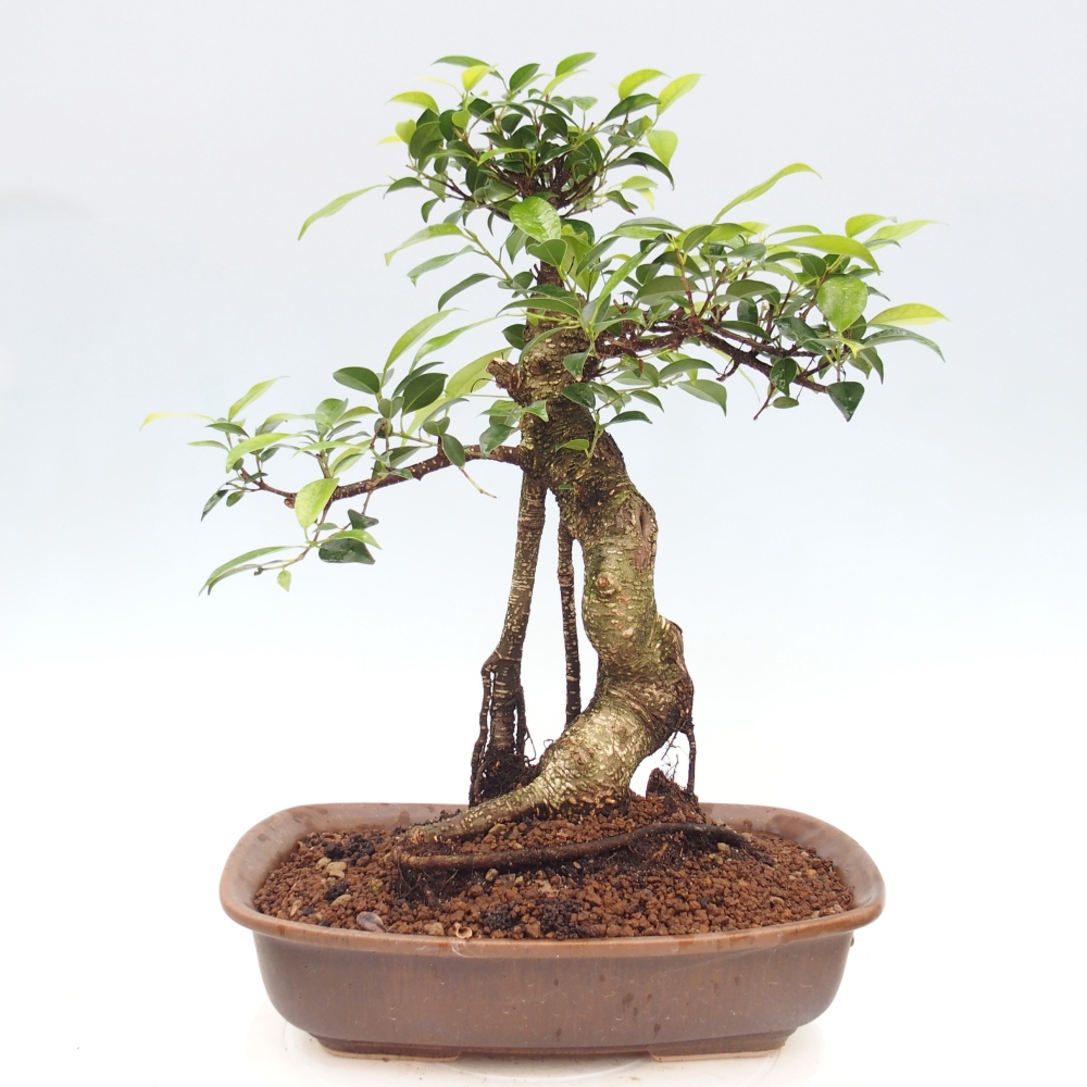 Pokój bonsai - Ficus kimmen - figowiec drobnolistny