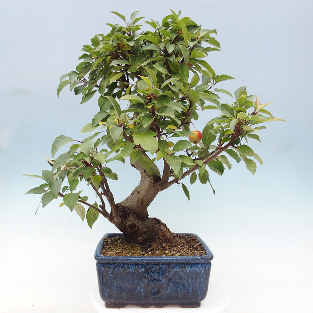 Bonsai plenerowe - Malus Halliana - Jabłoń drobnoowocowa