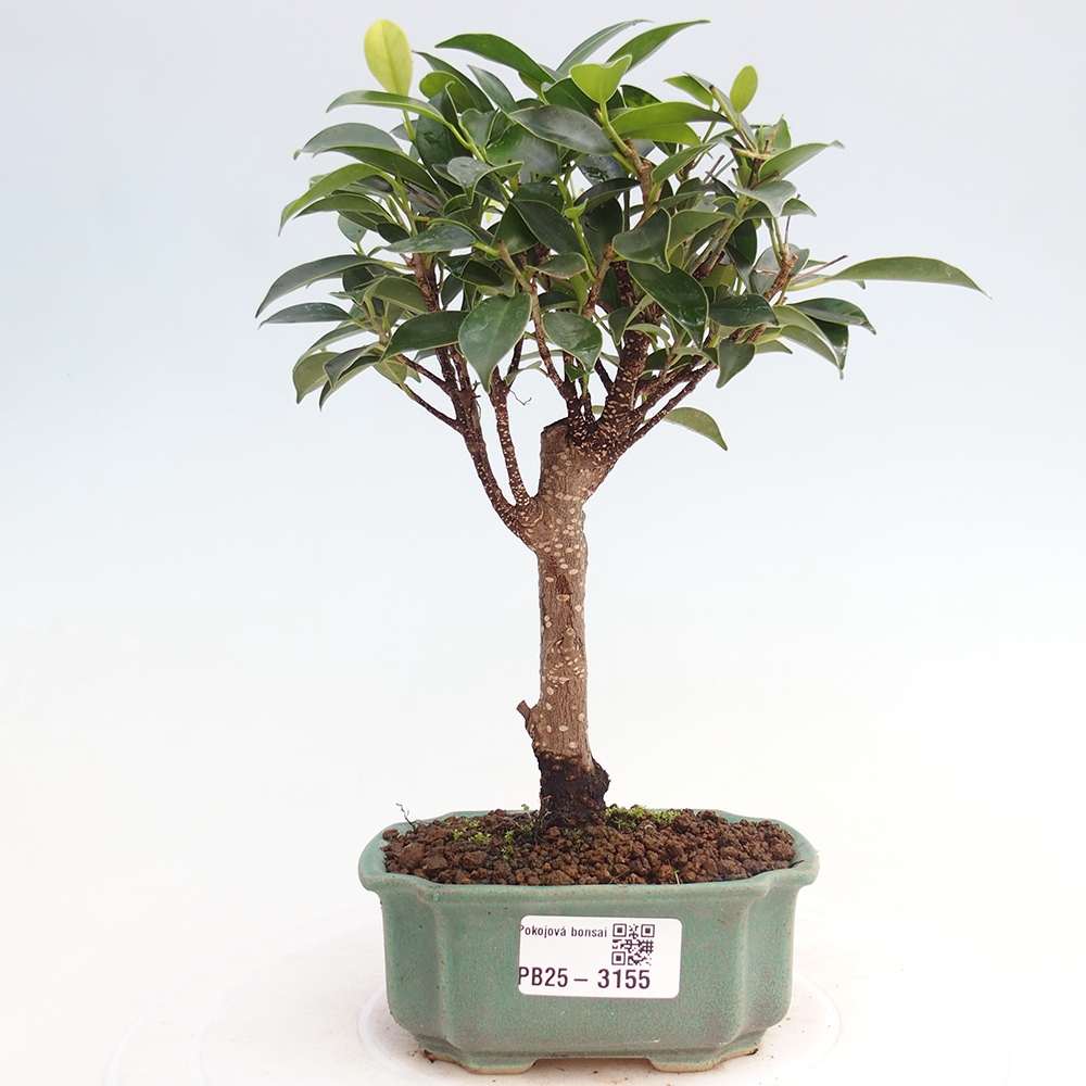 Pokój bonsai Ficus retusa kimmen