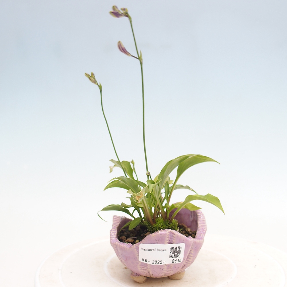 Outdoor bonsai - Mini Hosta - Bogini