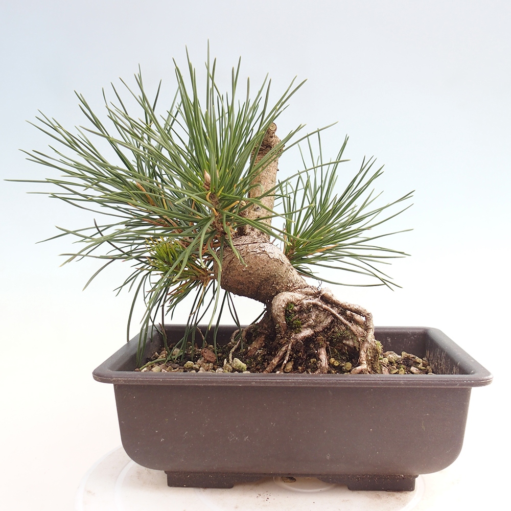 Outdoor bonsai - Pinus thunbergii - sosna Thunberga
