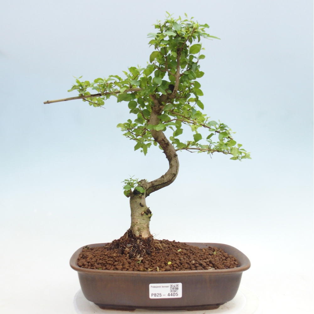 Pokój bonsai - Ligustrum chinensis - Dziób ptaka