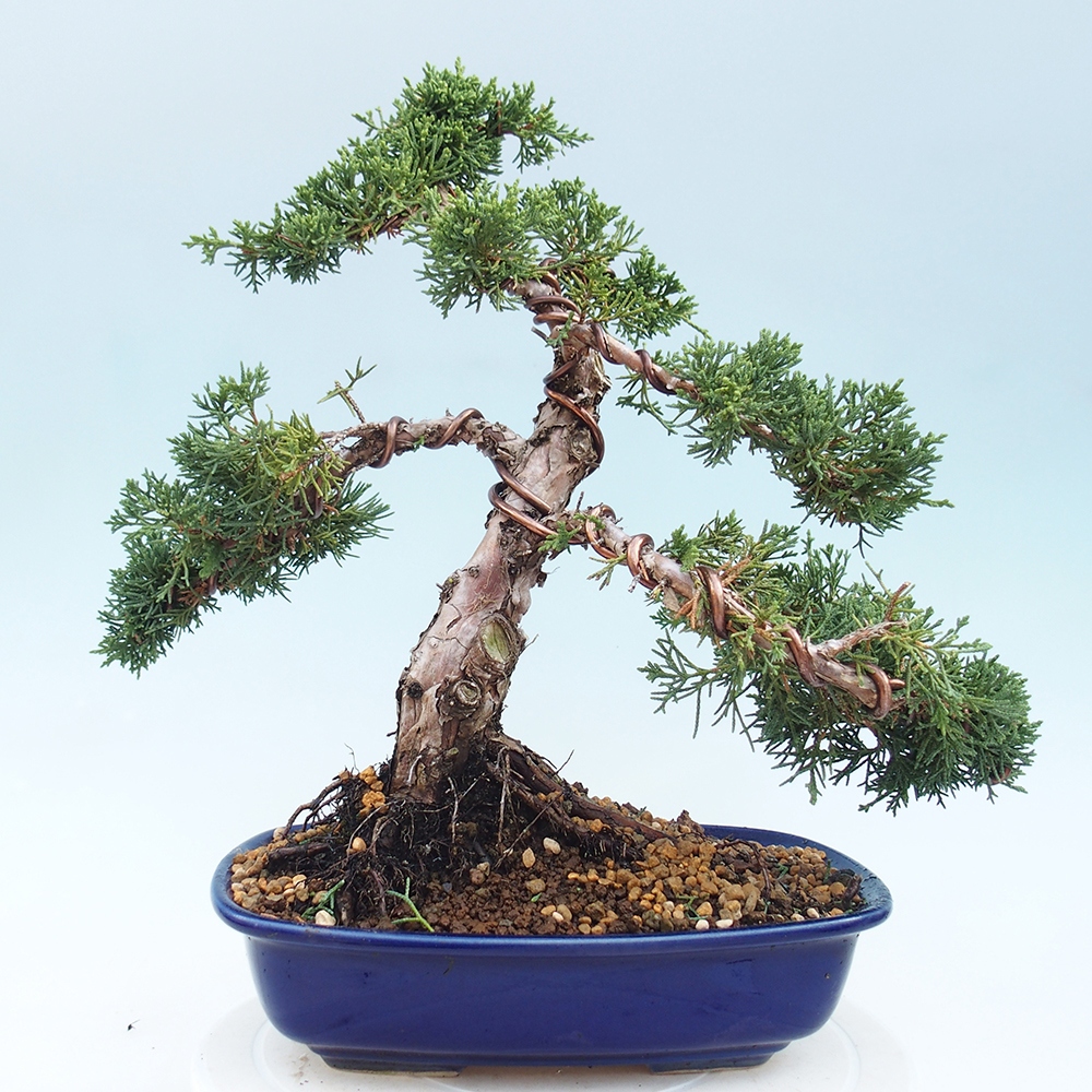 Outdoor bonsai - Juniperus chinensis Kishu - chiński jałowiec