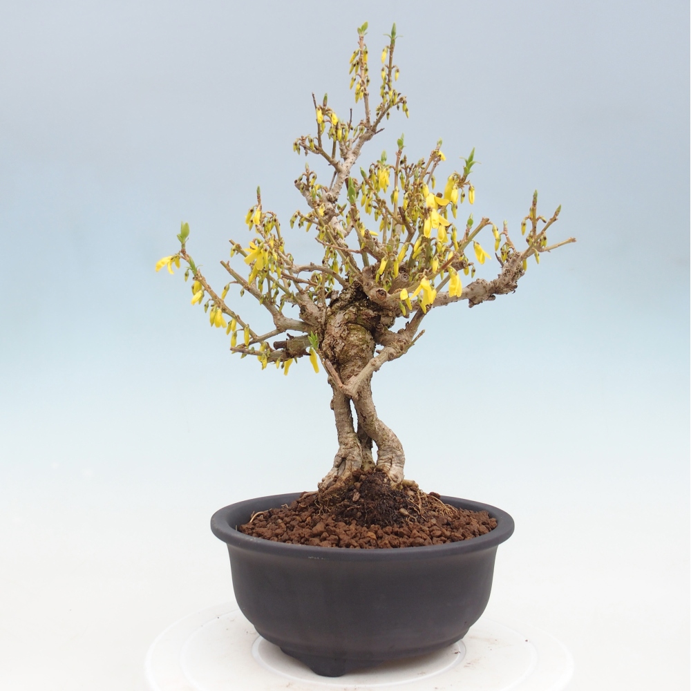 Outdoor bonsai - Zlatice - Forsycja koreańska