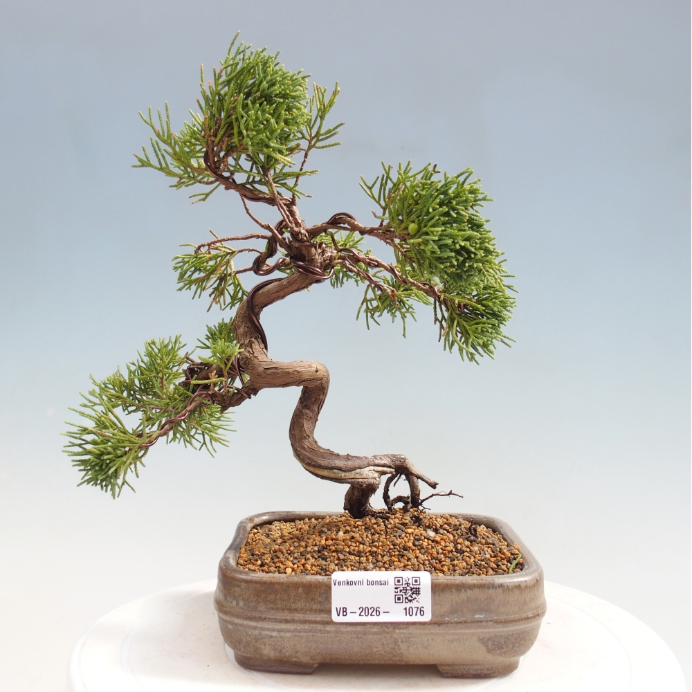Outdoor bonsai - Juniperus chinensis Kishu