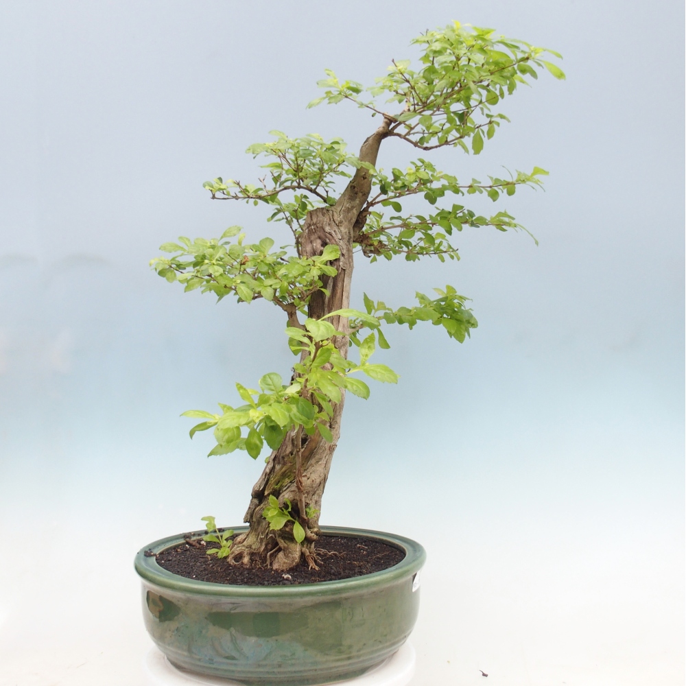 Bonsai pokojowe - Duranta erecta Aurea - WYŁĄCZNIE ODBIÓR OSOBISTY lub transport paletowy