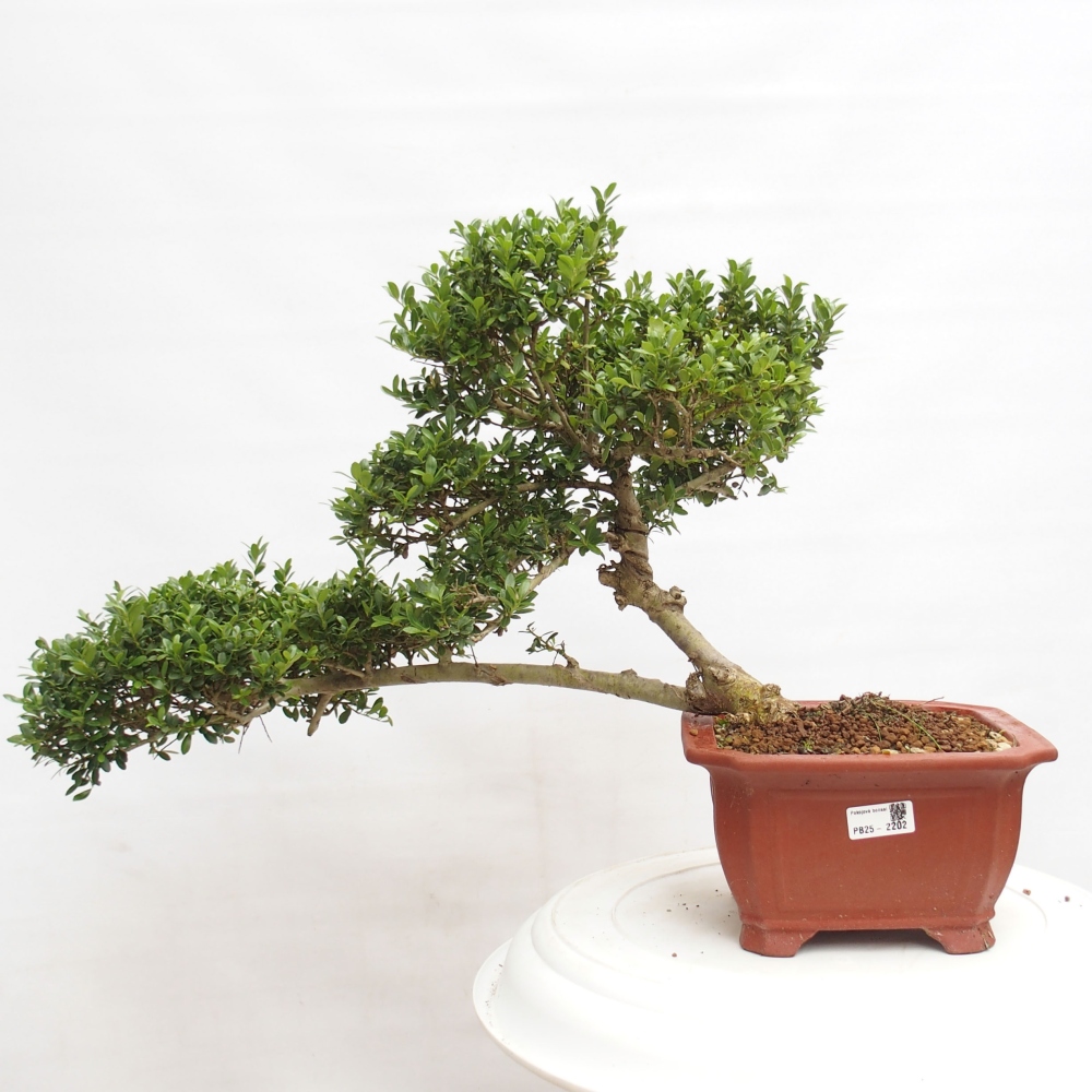 Kryty bonsai - Ilex crenata - Holly