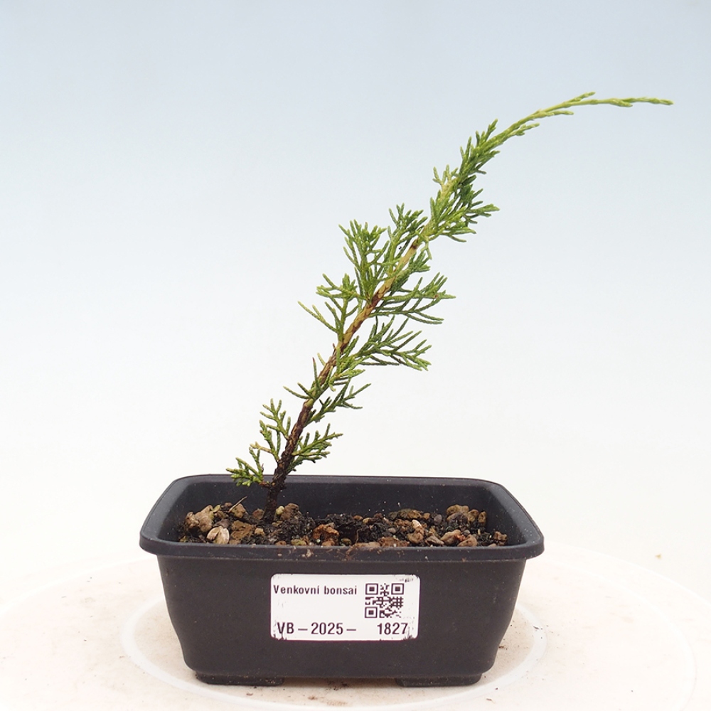 Outdoor bonsai - Juniperus chinensis Itoigawa - Jałowiec chiński