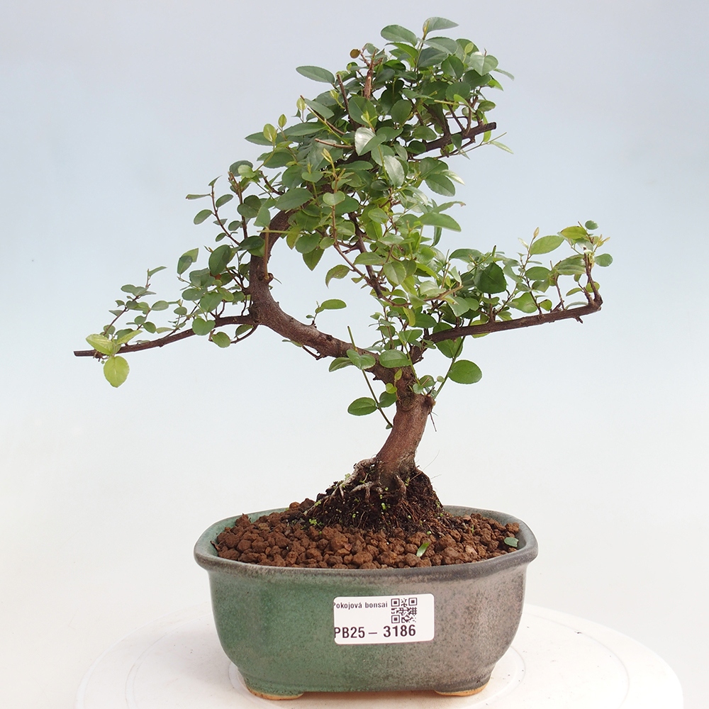 Bonsai wewnętrzne - Sagerécie thea - Sagerécie thea