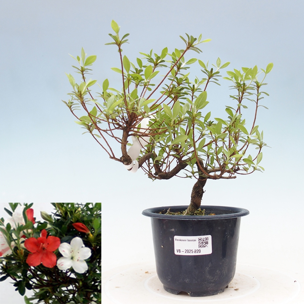 Bonsai zewnętrzne - Azalia japońska - Azalia Kotaro