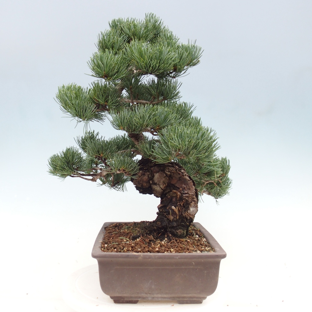 Outdoor bonsai - Pinus parviflora - Mała sosna