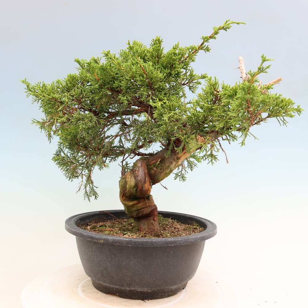 Bonsai ogrodowe – Juniperus chinensis Itoigawa – jałowiec chiński