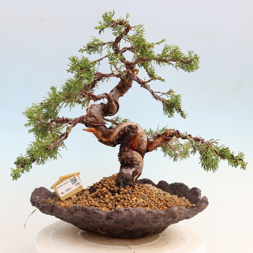 Bonsai ogrodowe – Juniperus chinensis Itoigawa – jałowiec chiński