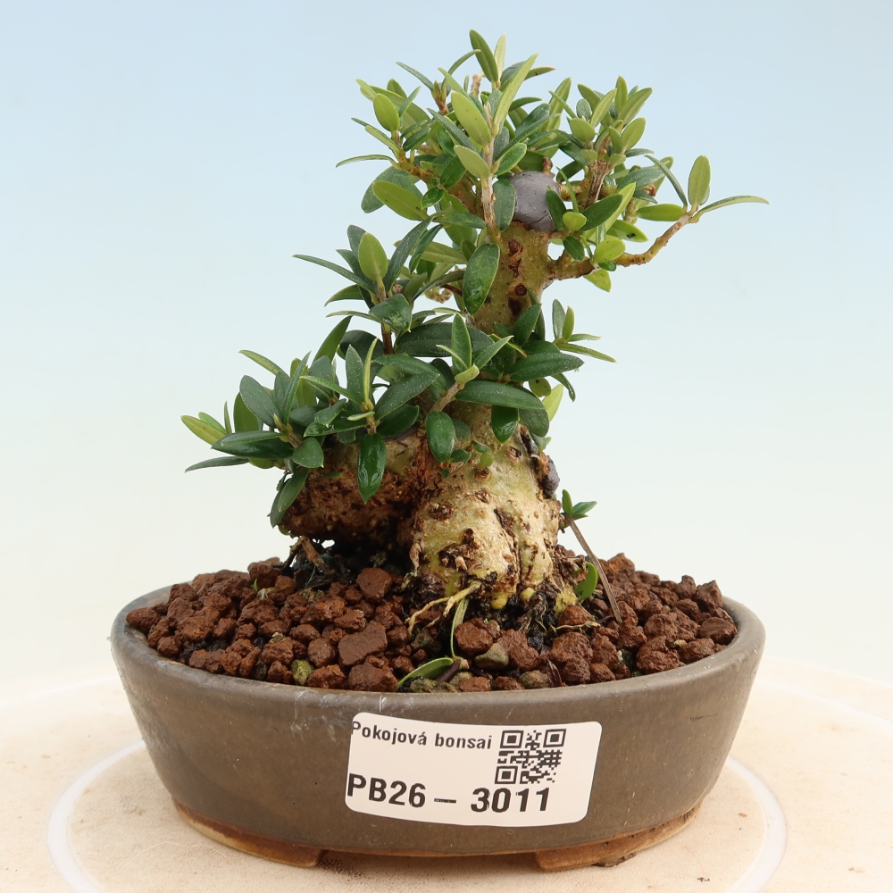 Bonsai do wnętrz - Olea europaea sylvestris