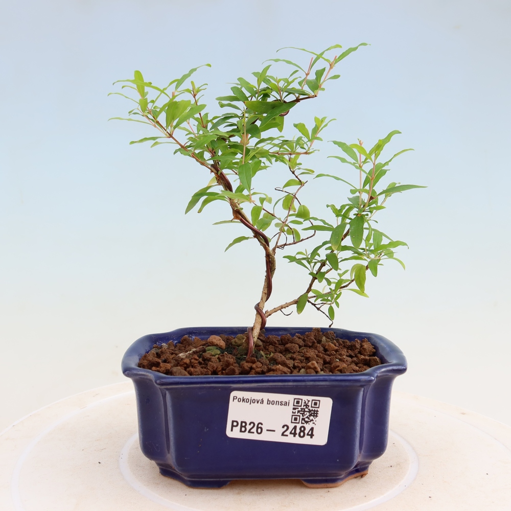 Pokój bonsai - PUNICA granatum nana - jabłko granatu