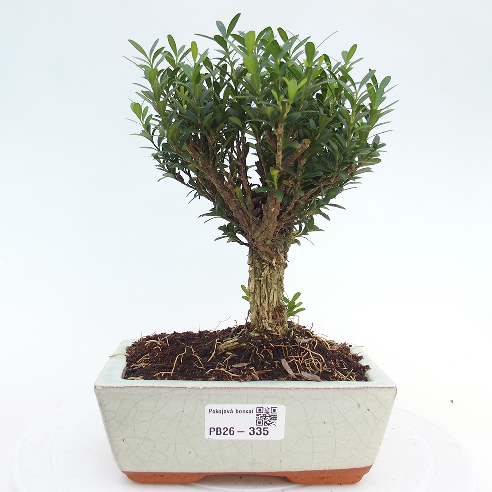 Pokój bonsai - Buxus harlandii - buxus korkowy