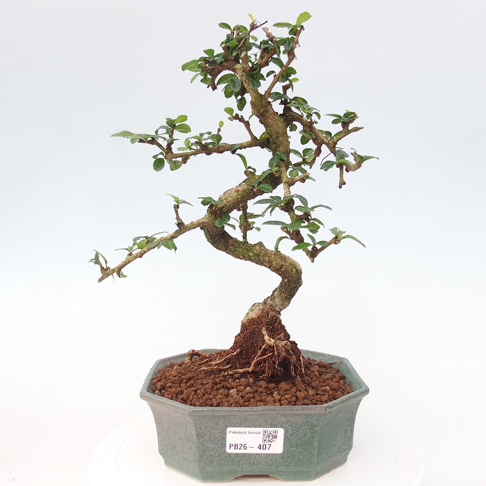 Bonsai pokojowe - Carmona macrophylla - Tea fuki