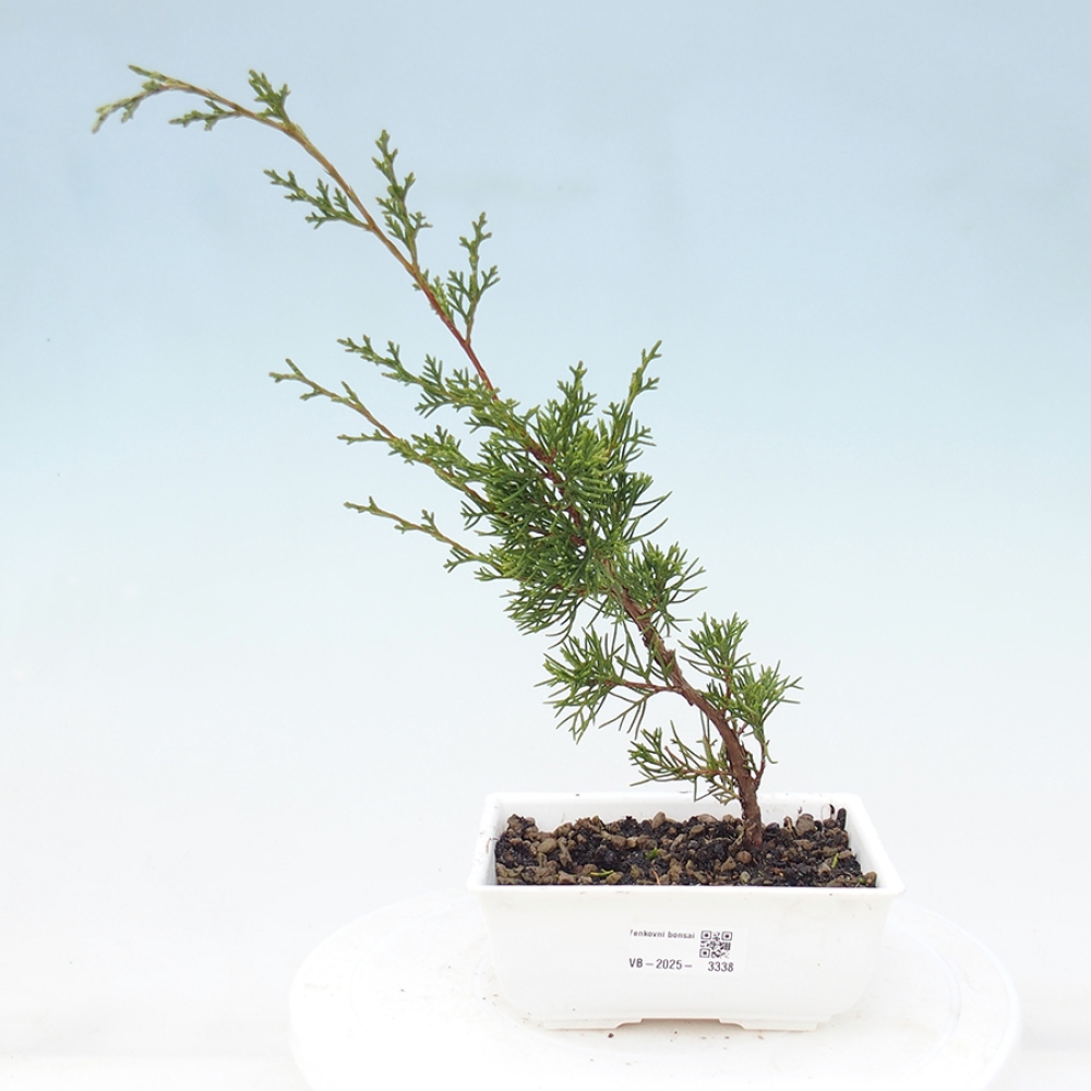Outdoor bonsai - Juniperus chinensis Itoigawa - Jałowiec chiński