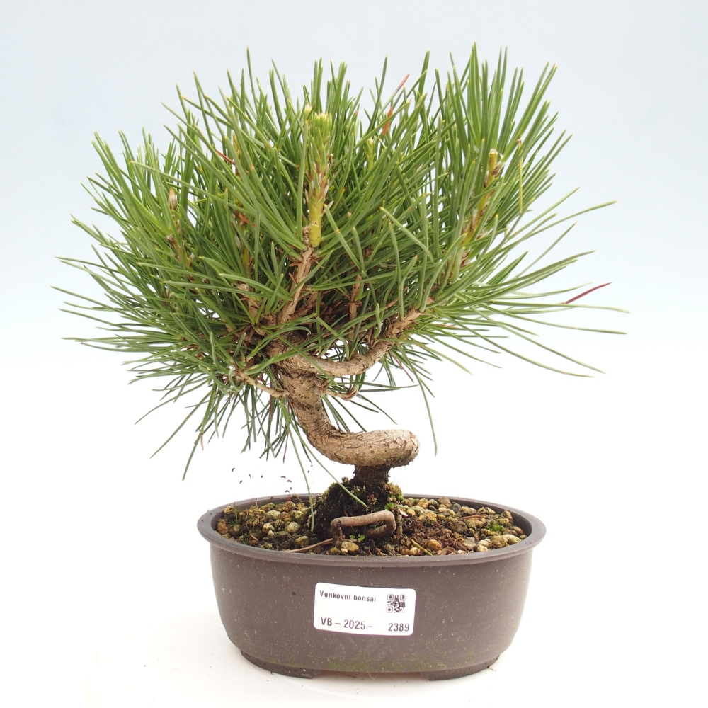 Bonsai ogrodowe - Pinus thunbergii - Sosna Thunbergia