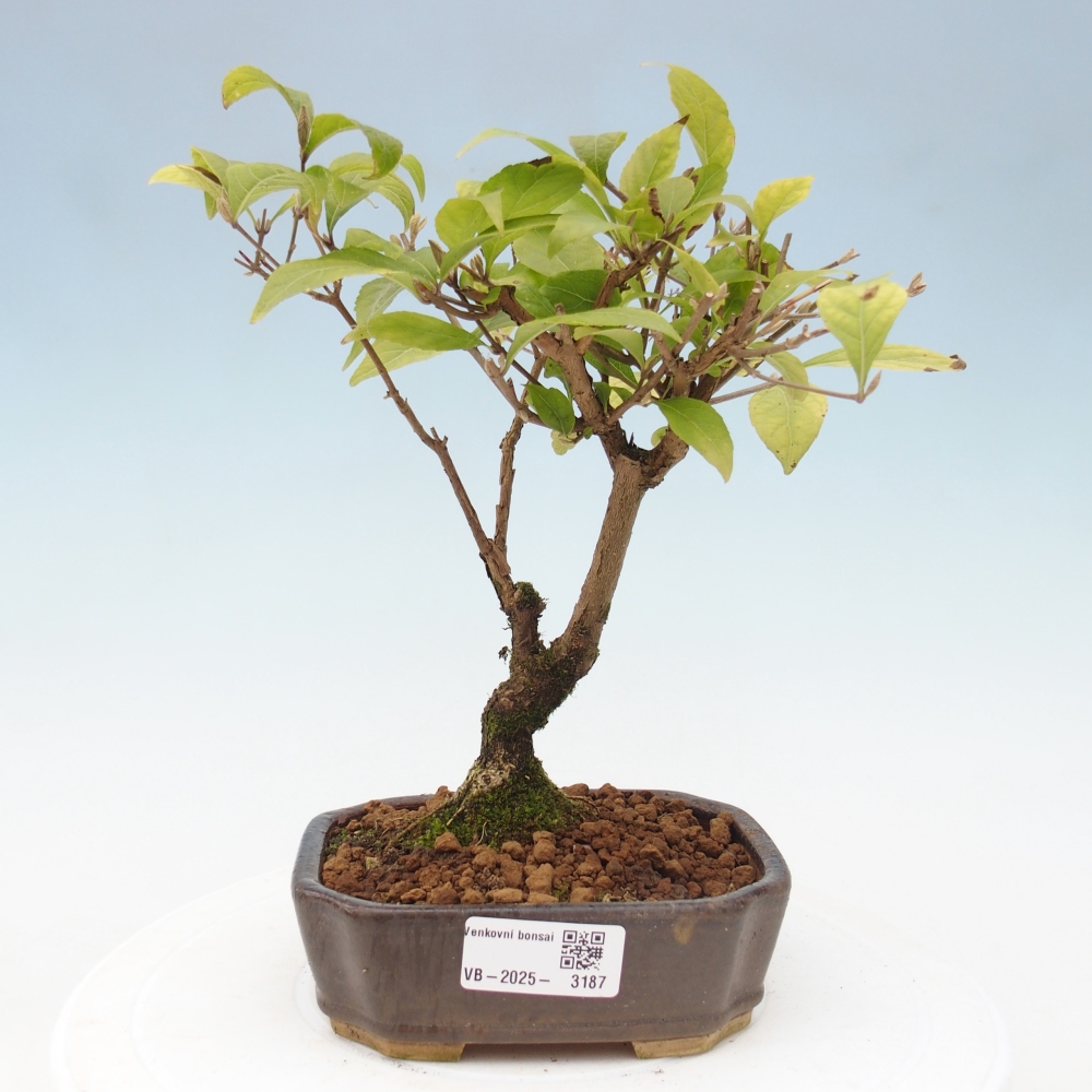 Outdoor bonsai - callicarpa jap Leucocarpa