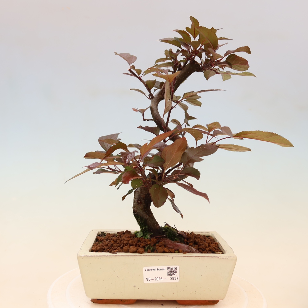 Outdoor bonsai - Malus domestica - Jabłoń czerwonolistna o małych owocach