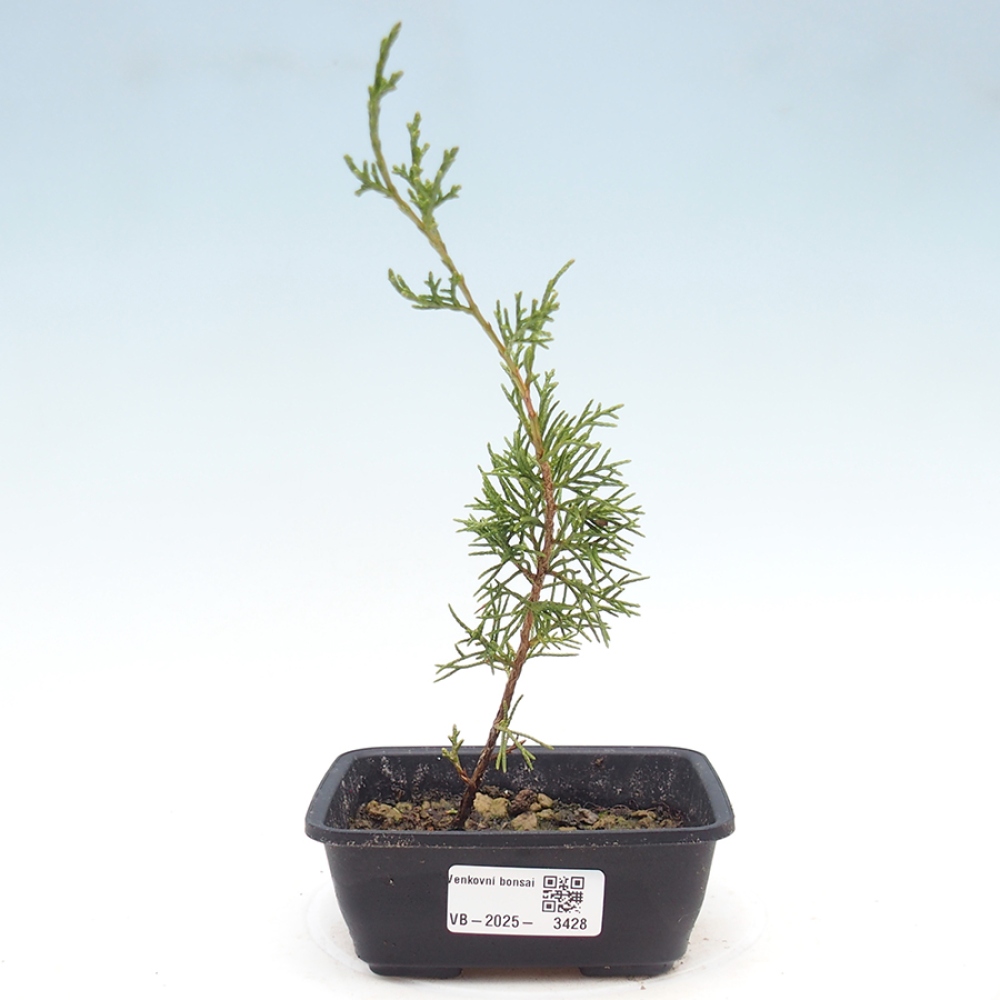 Outdoor bonsai - Juniperus chinensis Itoigawa