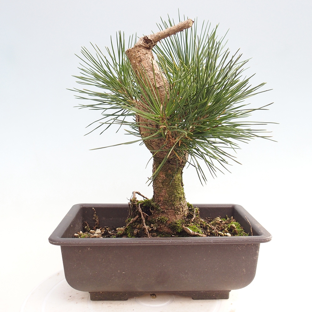 Outdoor bonsai - Pinus thunbergii - sosna Thunberga
