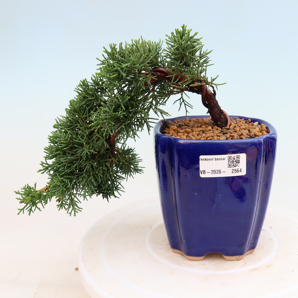 Outdoor bonsai - Juniperus chinensis Kishu