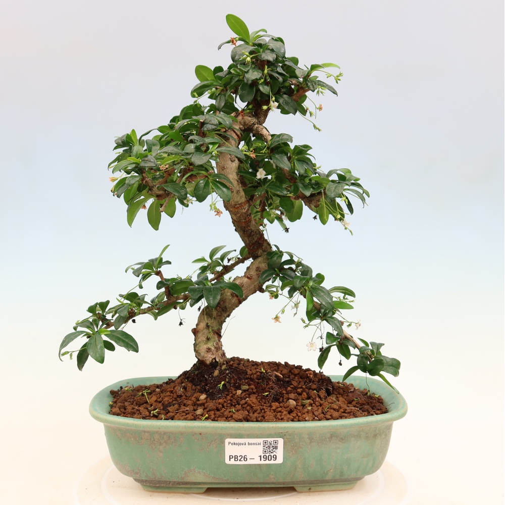 Bonsai pokojowe - Carmona macrophylla - Tea fuki