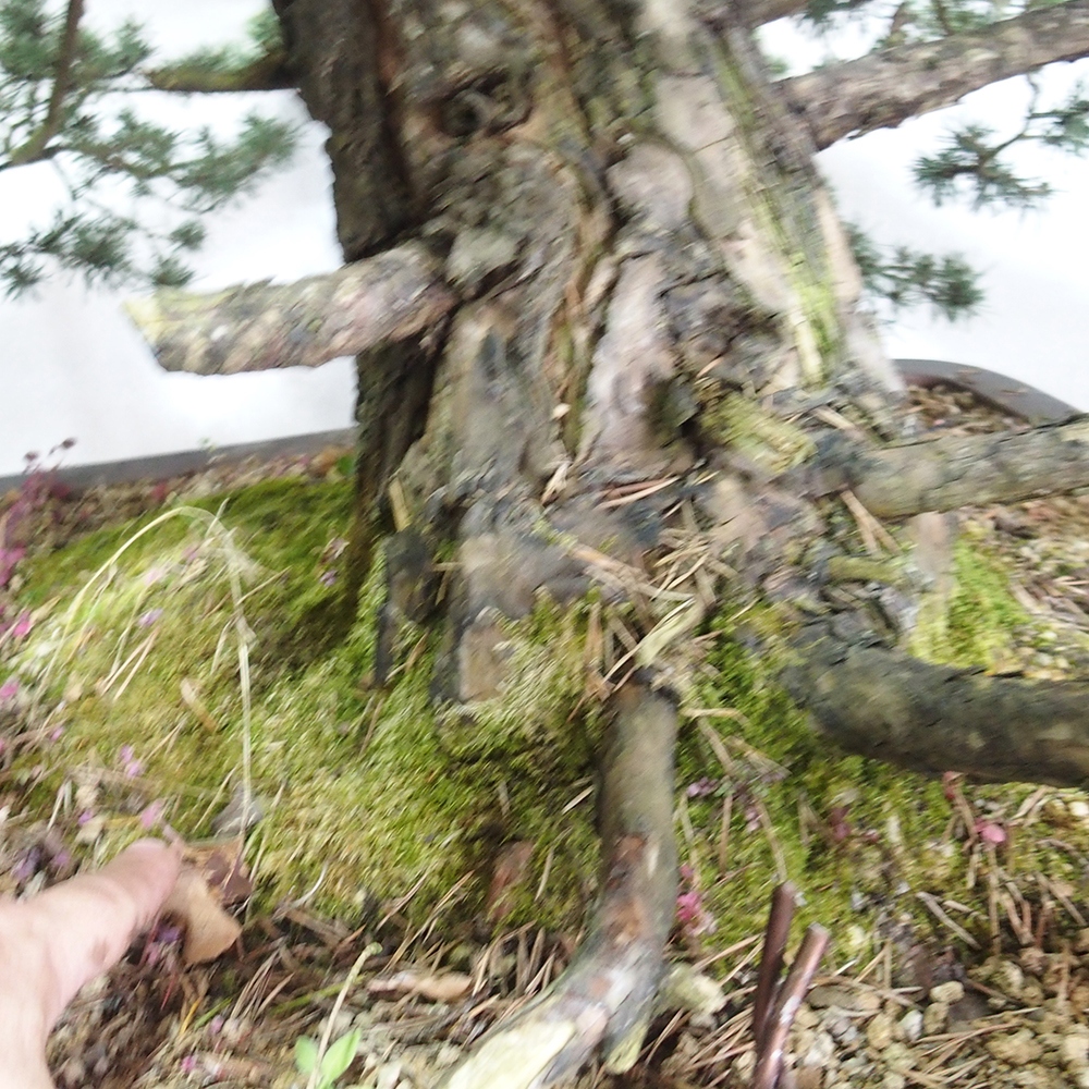 Yamadori - Pinus sylvestris 