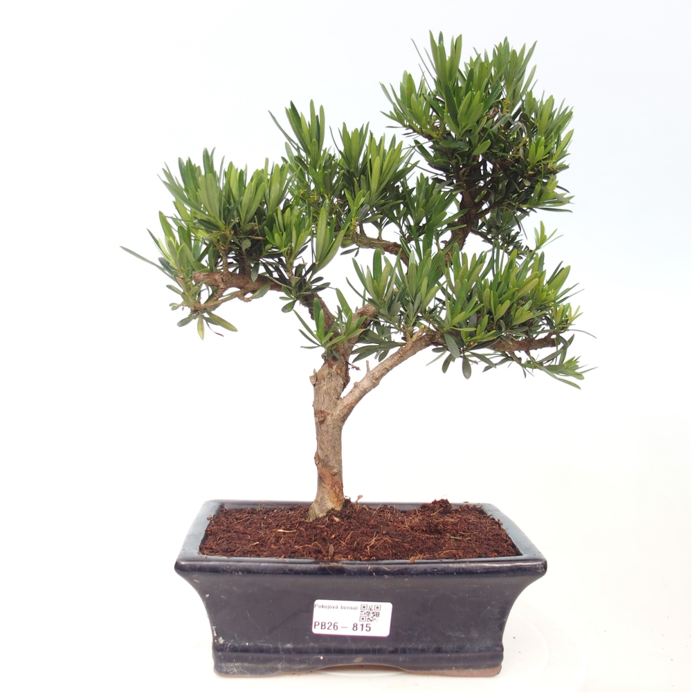 Pokój bonsai - Podocarpus - Kamienny cis
